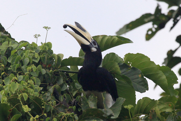 Oriental Pied Hornbill